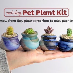 May include: A set of four small, hand-painted ceramic pots with succulents and cacti. The pots are blue, purple, and green with a speckled glaze. The text "red clay Pet Plant Kit grow from tiny glass terrarium to mini planter" is displayed above the pots.