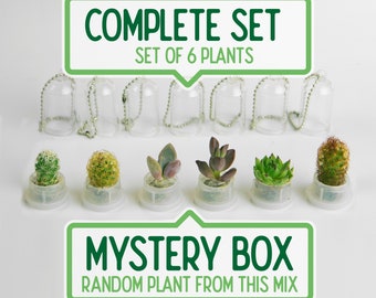 Promotional Keyrings Pet Cactus Keyring Tiny Terrarium Real Live