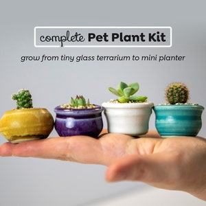Puede incluir: Un kit completo de plantas para mascotas con cuatro pequeñas suculentas en macetas de diferentes colores. El texto "complete Pet Plant Kit" y "grow from tiny glass terrarium to mini planter" se muestra sobre las plantas.
