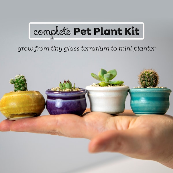 SO TINY! - Real Live Pet Plant Kit! - Glass Terrarium - Handmade Glazed Plant Pot - Cactus or Succulent - Christmas Gift - Fairy Garden