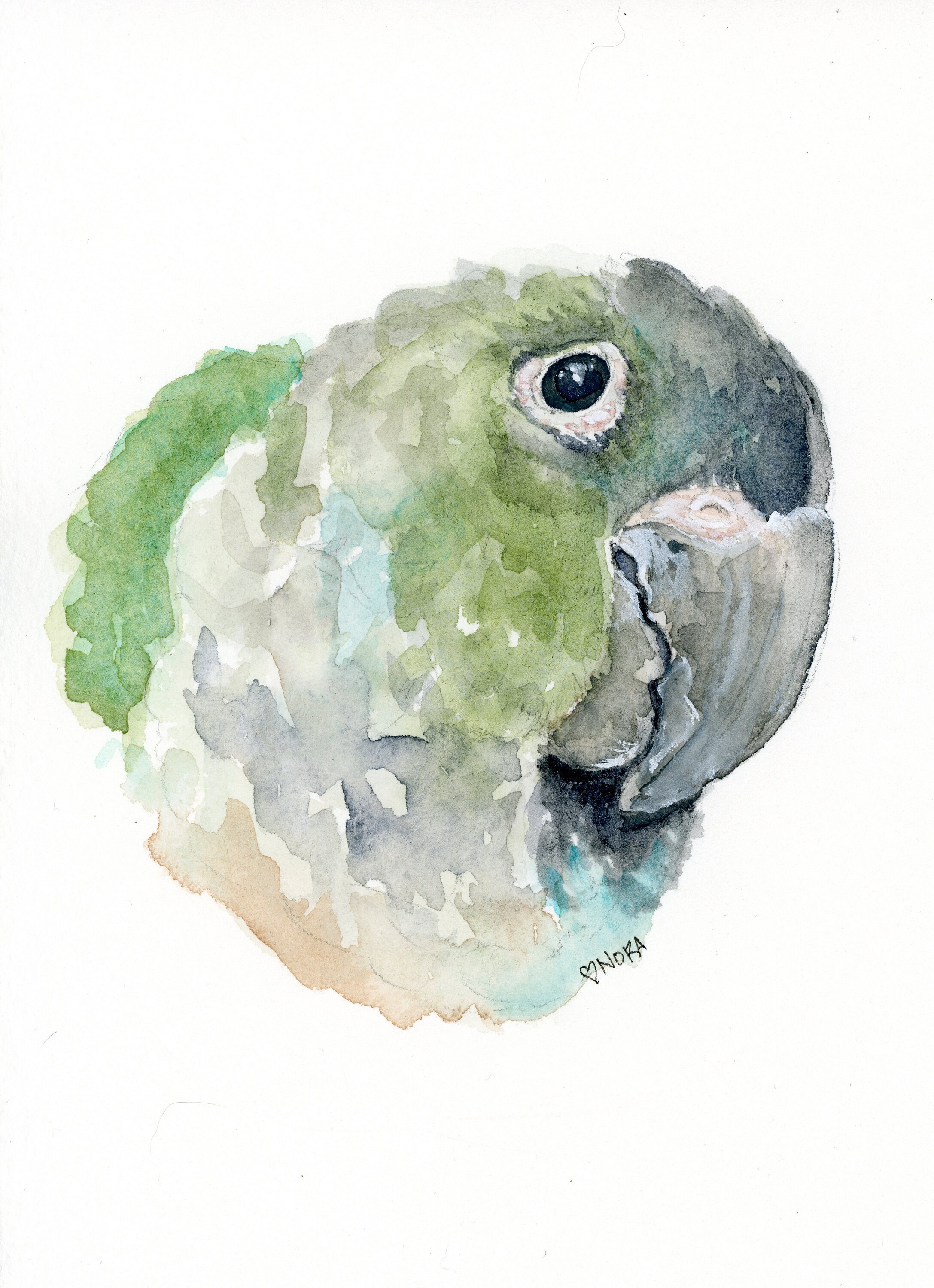 Greencheek Conure watercolor print or greeting card Etsy