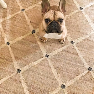 Puede incluir: Un cachorro de Bulldog Franc&eacute;s sentado en una alfombra beige y blanca con patrones de diamantes negros. El perro est&aacute; mirando directamente a la c&aacute;mara.