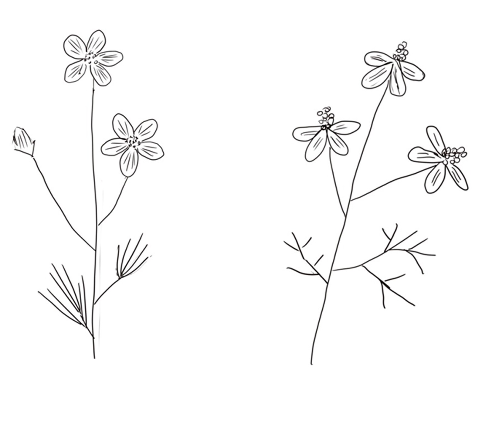 Hand Embroidery Pattern Design Wildflowers PDF Botanical | Etsy