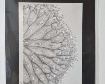 Op de afbeelding: Een gedetailleerde potloodtekening van een cactus, met de nadruk op het getextureerde oppervlak en de scherpe stekels. Het kunstwerk is gemonteerd op wit papier en zwart omlijst, vastgehouden door een zwarte clip. Botanische illustratie.
