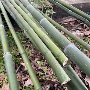 10pc Natural Bamboo Rods Choose Length and Diameter, Eco-Friendly Garden Stakes, Plant Stakes Bird Nests Climbing for Tomatoes, Beans