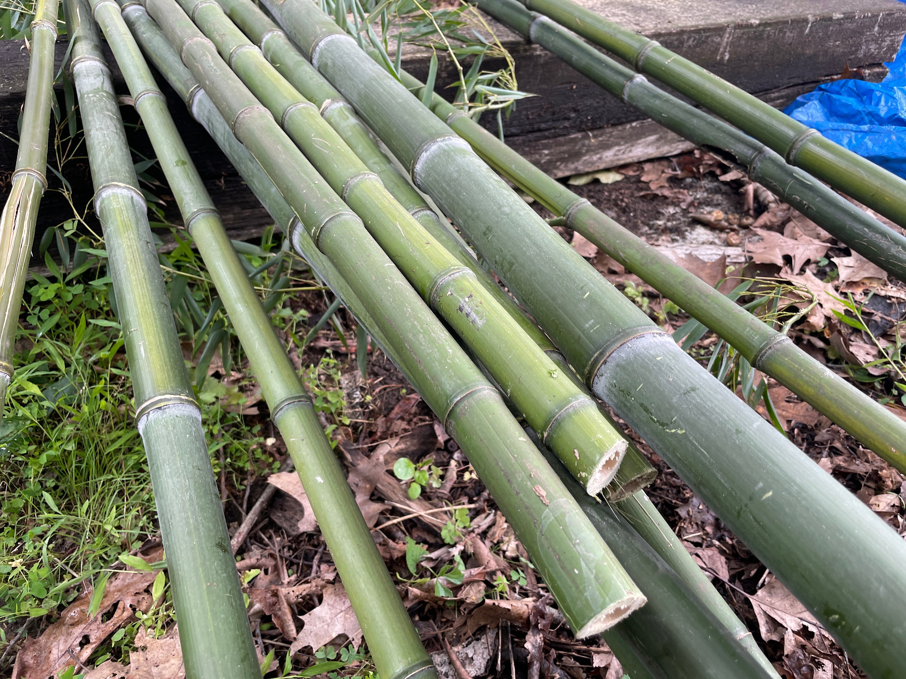 10pc Natural Bamboo Rods Choose Length and Diameter, Eco-Friendly Garden Stakes, Plant Stakes Bird Nests Climbing for Tomatoes, Beans