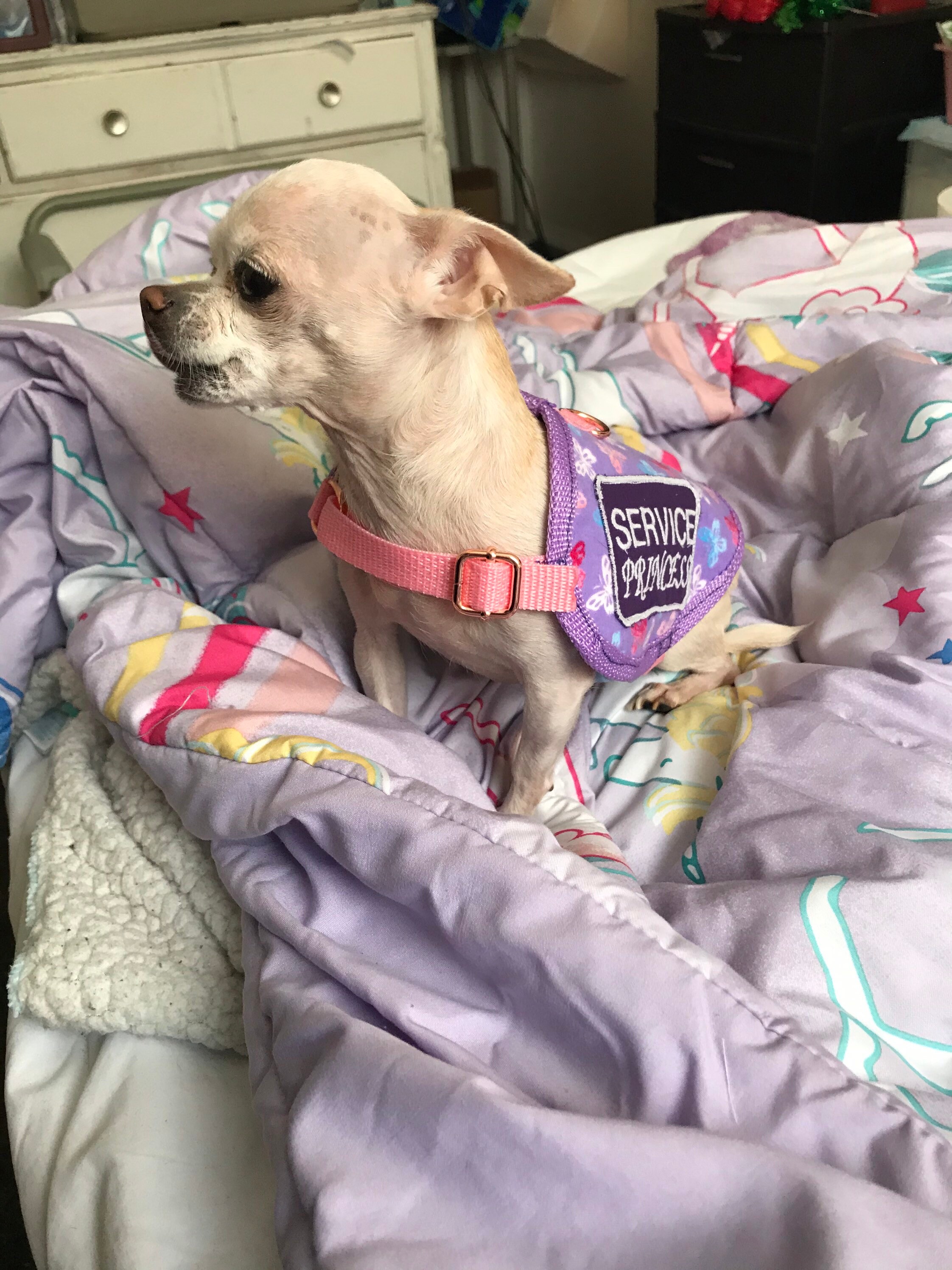 Custom service dog vest Etsy