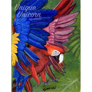 Macaw in Flight - Framed