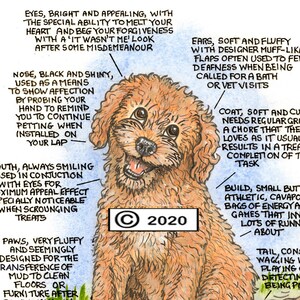 Dog Lovers ~ 'Know your Dog' ~ Canine Cartoon ~ Fine Art Print ~ The Cavapoo