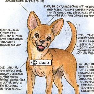 Dog Lovers ~ 'Know your Dog' ~ Canine Cartoon ~ Fine Art Print ~ The  Chihuahua