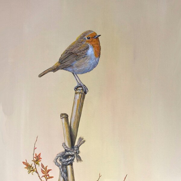 Birds in Art ~ 'Robin & Spirea Goldflame'. The Artist's Garden, St. Columb Major, Cornwall