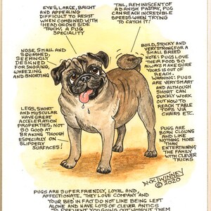 Amateurs de chiens ~ Connaissez votre chien ~ Dessin animé canin ~ Le Carlin