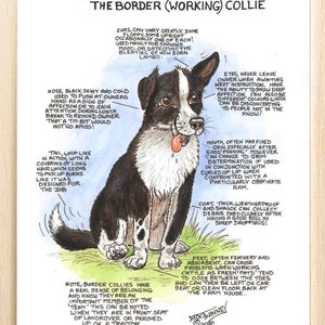 Dog Lovers ~ 'Know your Dog' ~ Canine Cartoon ~ The Border Collie