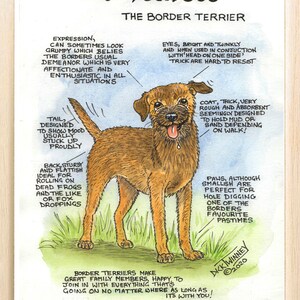 Amantes de los perros ~ 'Conoce a tu perro' ~ Caricatura canina ~ El Border Terrier