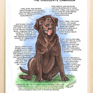 Amateurs de chiens ~ Connaissez votre chien ~ Dessin animé canin ~ Le labrador chocolat