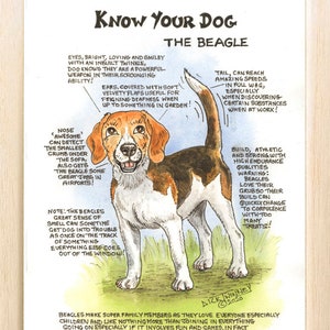Amateurs de chiens ~ Connaissez votre chien ~ Dessin animé canin ~ Le Beagle