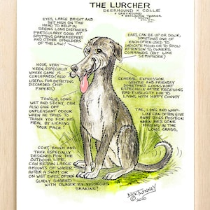 Amateurs de chiens ~ Connaissez votre chien ~ Dessin animé canin ~ The Lurcher