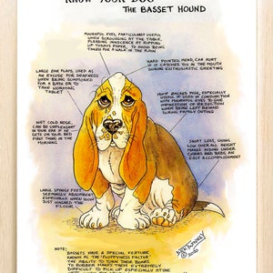Amateurs de chiens ~ Connaissez votre chien ~ Dessin animé canin ~ Le basset.