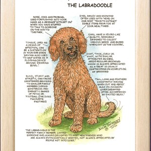 Amantes de los perros ~ 'Conoce a tu perro' ~ Caricatura canina ~ El Labradoodle
