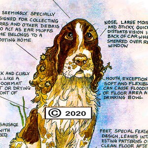 Dog Lovers ~ 'Know your Dog' ~ Canine Cartoon ~ Fine Art Print ~ The Springer Spaniel