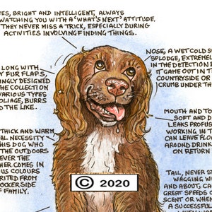Dog Lovers ~ 'Know your Dog' ~ Canine Cartoon ~ Fine Art Print ~ The Sprocker