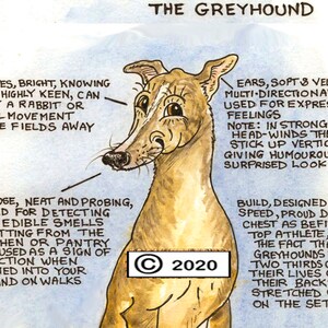 Dog Lovers ~ 'Know your Dog' ~ Canine Cartoon ~ Fine Art Print ~ The Greyhound