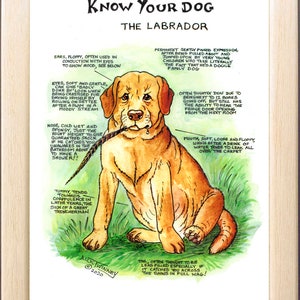 Dog Lovers ~ 'Know your Dog' ~ Canine Cartoon ~ The Labrador Retriever