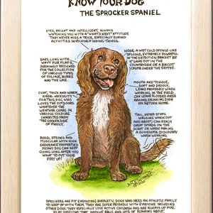 Amanti dei cani ~ 'Conosci il tuo cane' ~ Fumetto canino ~ The Sprocker
