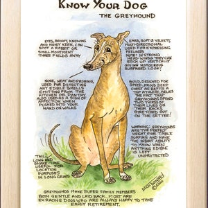 Amantes de los perros ~ 'Conoce a tu perro' ~ Caricatura canina ~ El galgo