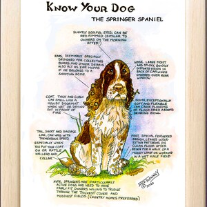 Dog Lovers ~ 'Know your Dog' ~ Canine Cartoon ~ The Springer Spaniel