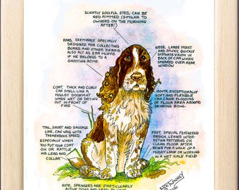Dog Lovers ~ 'Know your Dog' ~ Canine Cartoon ~ The Springer Spaniel