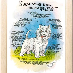Dog Lovers ~ 'Know your Dog' ~ Canine Cartoon ~ The West Highland White Terrier