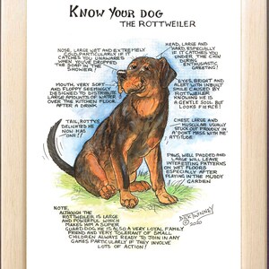 Dog Lovers ~ 'Know your Dog' ~ Canine Cartoon ~ The Rottweiler