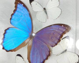 Blue Morpho, Framed Butterflies, Mounted Butterflies, Real Butterfly, Blue Butterflies, Acrylic, Butterfly Display, Real Butterflies