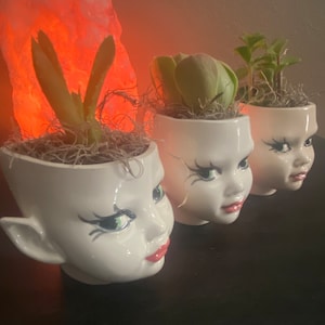 May include: Three white ceramic planters shaped like doll heads with painted facial features including green eyes, dark eyelashes, and pink lips. Each planter contains a small green succulent plant nestled in dried moss, arranged in a row.