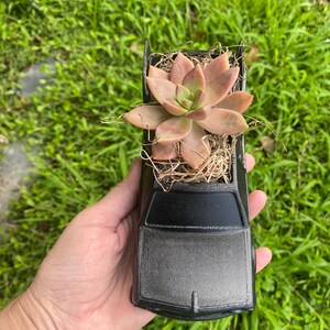 May include: A black car-shaped planter with a succulent plant growing out of the top. The succulent has light pink and green leaves.