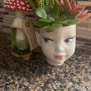 May include: A white ceramic head-shaped planter containing green and pink succulents, positioned next to a decorative red and white mushroom figurine on a wooden base with a tag reading Amanita Muscaria Specimen in cursive black script.