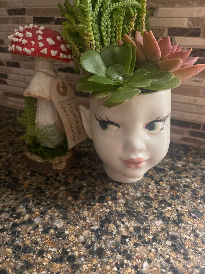 May include: A white ceramic head-shaped planter containing green and pink succulents, positioned next to a decorative red and white mushroom figurine on a wooden base with a tag reading Amanita Muscaria Specimen in cursive black script.