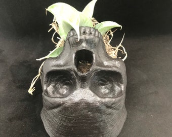 Skull mouth planter