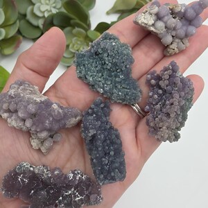 May include: A hand holds several pieces of grape agate, a unique crystal formation. The crystals vary in shades of purple and gray, with a bubbly, clustered appearance. The background includes green succulent plants.