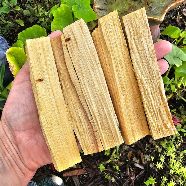 Fresh Bulk Peruvian Palo Santo ~ Thick 4" Pieces ~ Choose by the piece or by the pound ~ 1pc 3pc 5pc 10pc 1/2lb 1lb ~ From Peru Smudge Stick