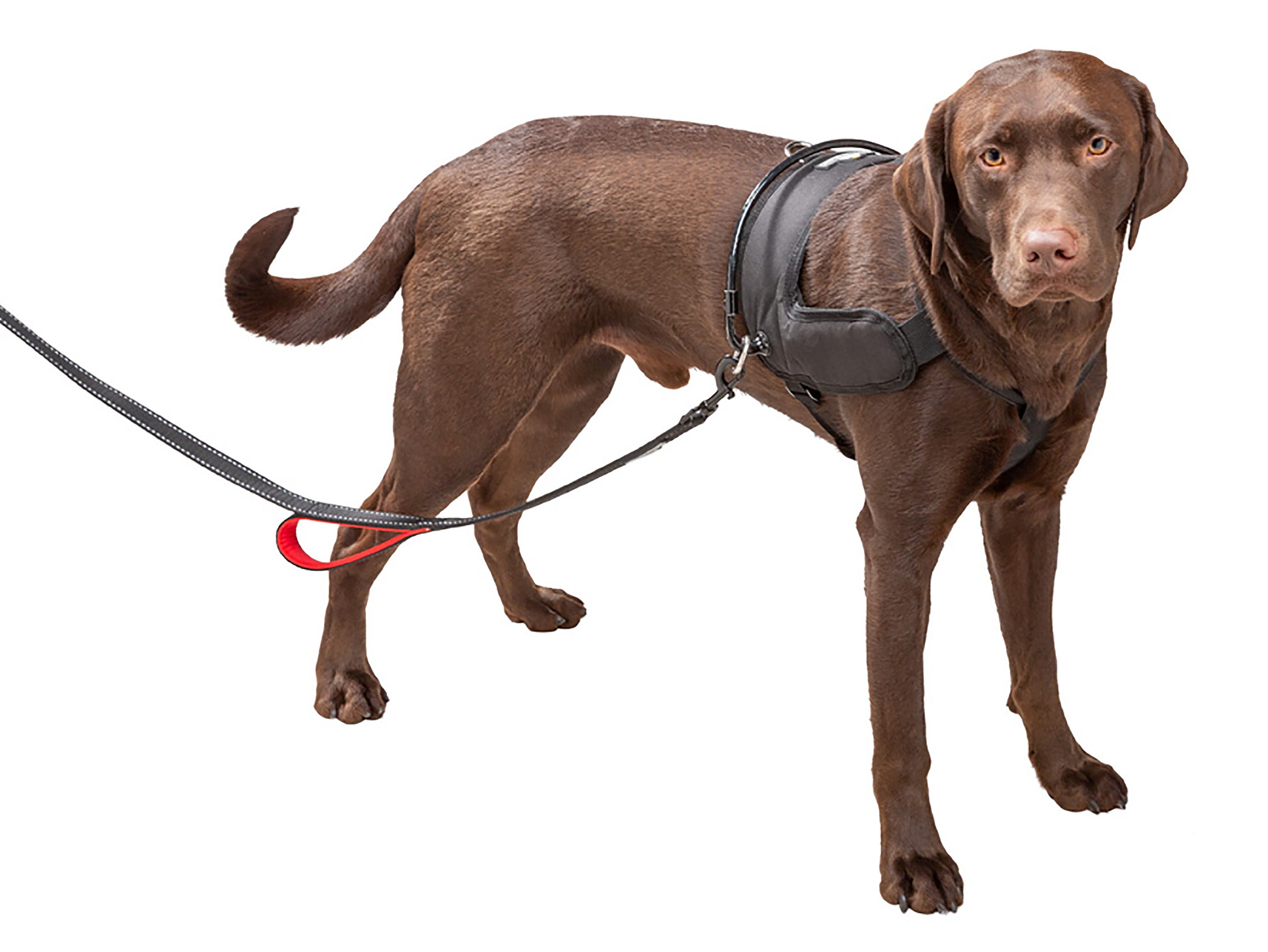 Halo Harness the humane and caring way to keep control of Etsy