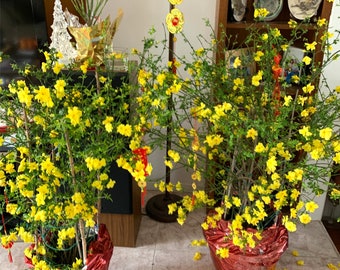 2.7 To 3 Feet Tree Lynwood Yellow Forsythia  (Japan ochna ) cây mai vàng Vietnamese new year