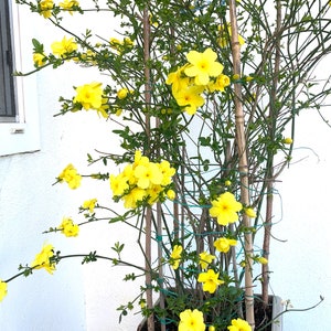 Könnte beinhalten: Eine gelbe Jasminpflanze in einem grauen Topf mit braunen Bambusstäben. Die Pflanze blüht in voller Pracht mit vielen gelben Blüten.