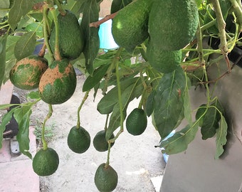 5 fresh tree cutting (7-8") CALIFORNIA hass avocado good for planting Root Your Own