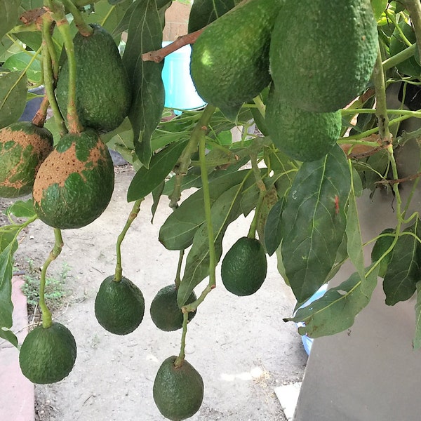 5 fresh tree cutting (7-8") CALIFORNIA hass avocado good for planting Root Your Own
