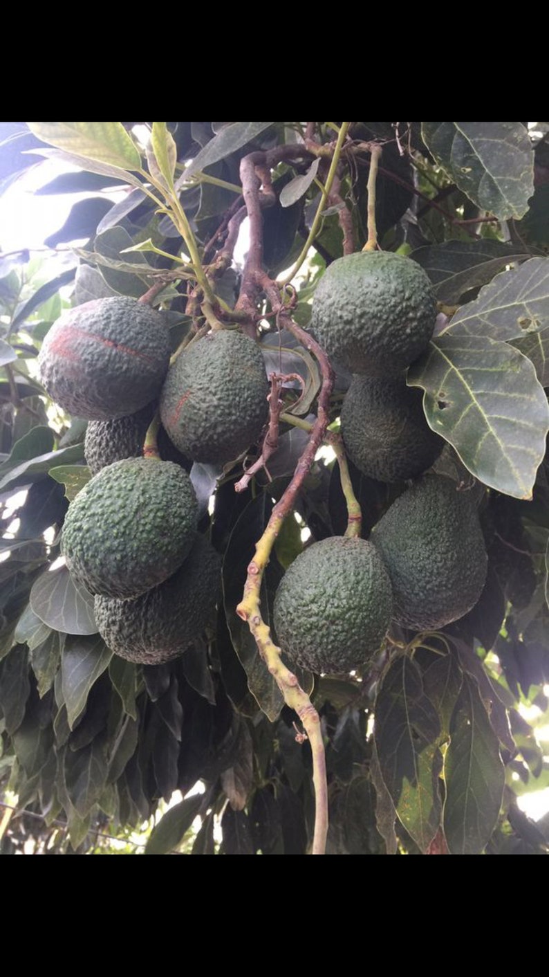 4 fresh tree cutting 7-8 CALIFORNIA haas avocado good Etsy