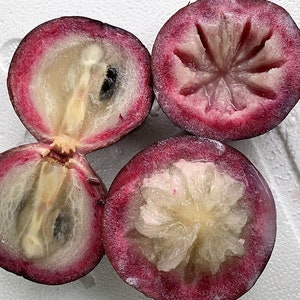 1 To 1.2 Feet Plant Caimito Purple Star Apple Fruit Tree 2 Year old / cây vú sữa