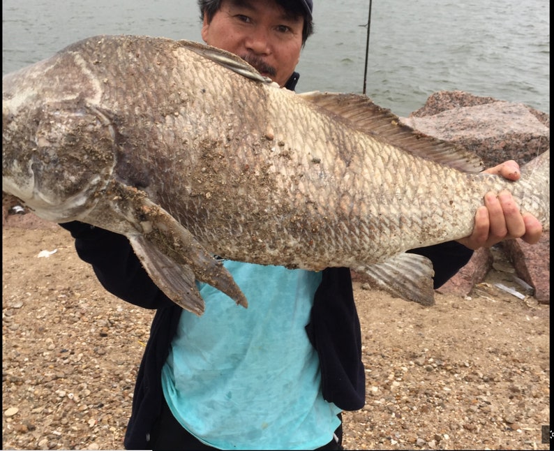 120LB Squid Rig Lure Halibut Redfish Grouper Salmon Tuna Etsy