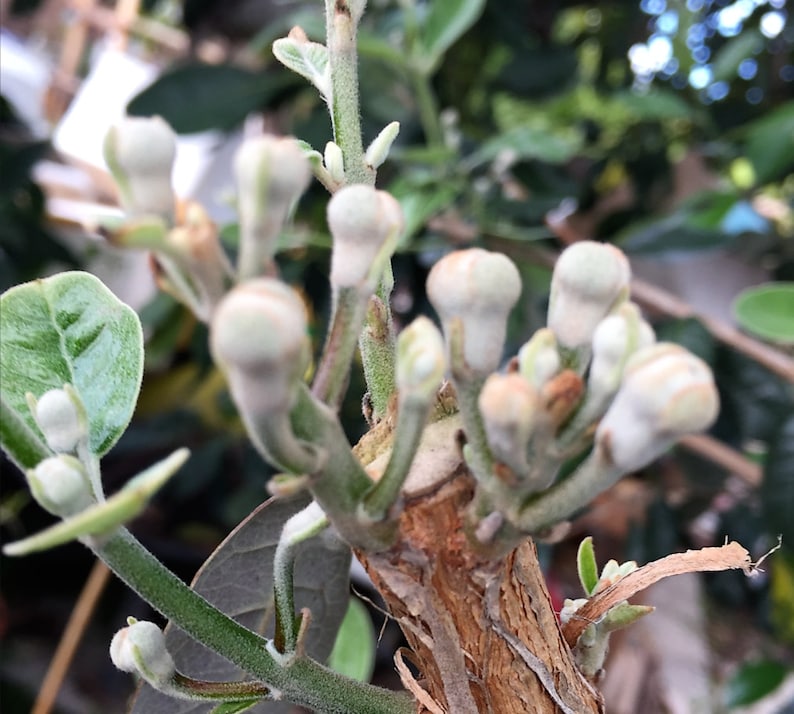 4 Fresh Pineapple Guava Tree Cuttings for Planting or Grafting Etsy